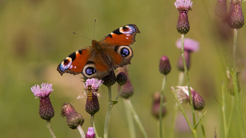 Peacock Butterfly