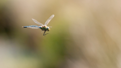 An emperor dragonfly in flight on a bright sunny day
