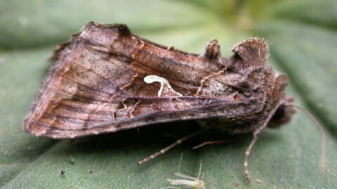 A silver Y moth resting on a leaf