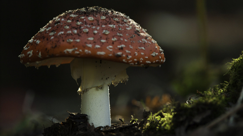 fly agaric