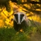 Badger 