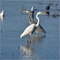 An egret