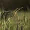 A bittern wading across shallow water peppered with grass and reed stems