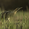 A bittern wading across shallow water peppered with grass and reed stems