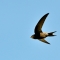 A swift flying across a bright blue sky