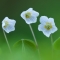 Three wood sorrel flowers growing on the forest floor