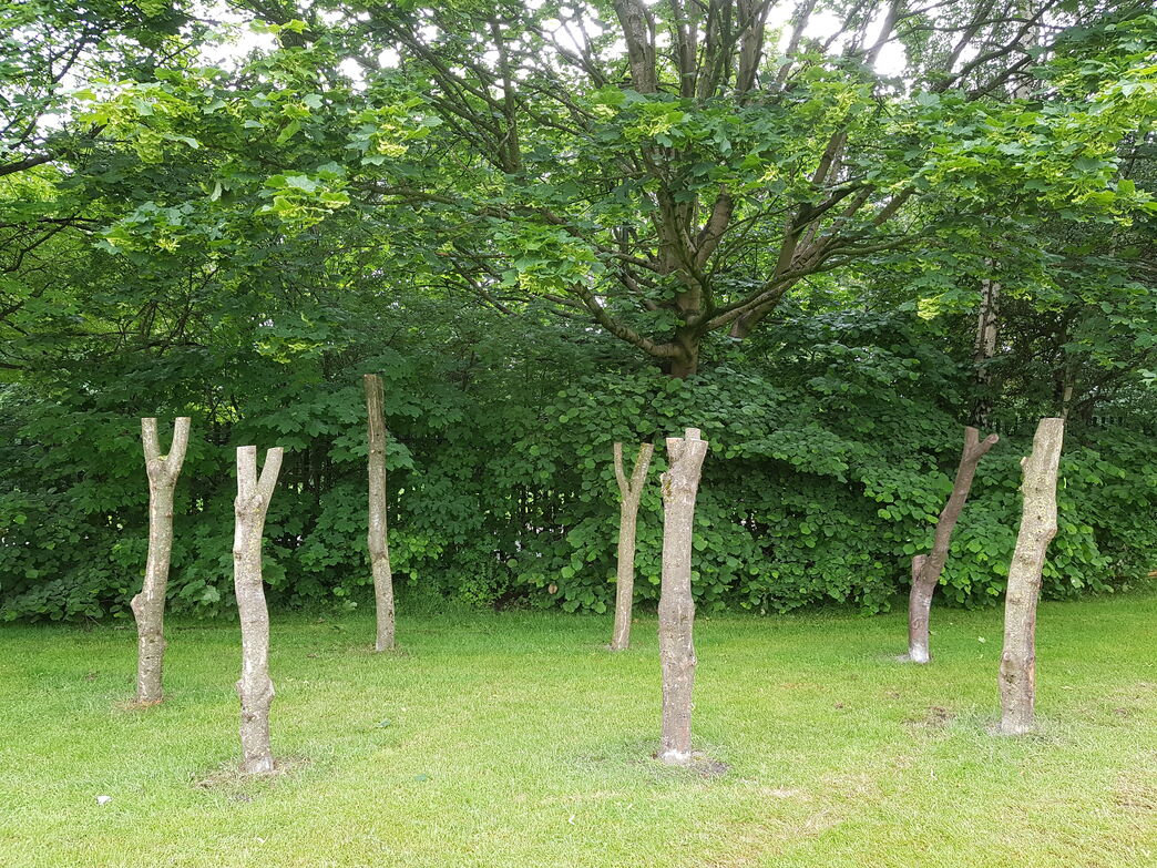 Den Building Post School Grounds: Den Building & Knot Tying | The Wildlife Trust for ...