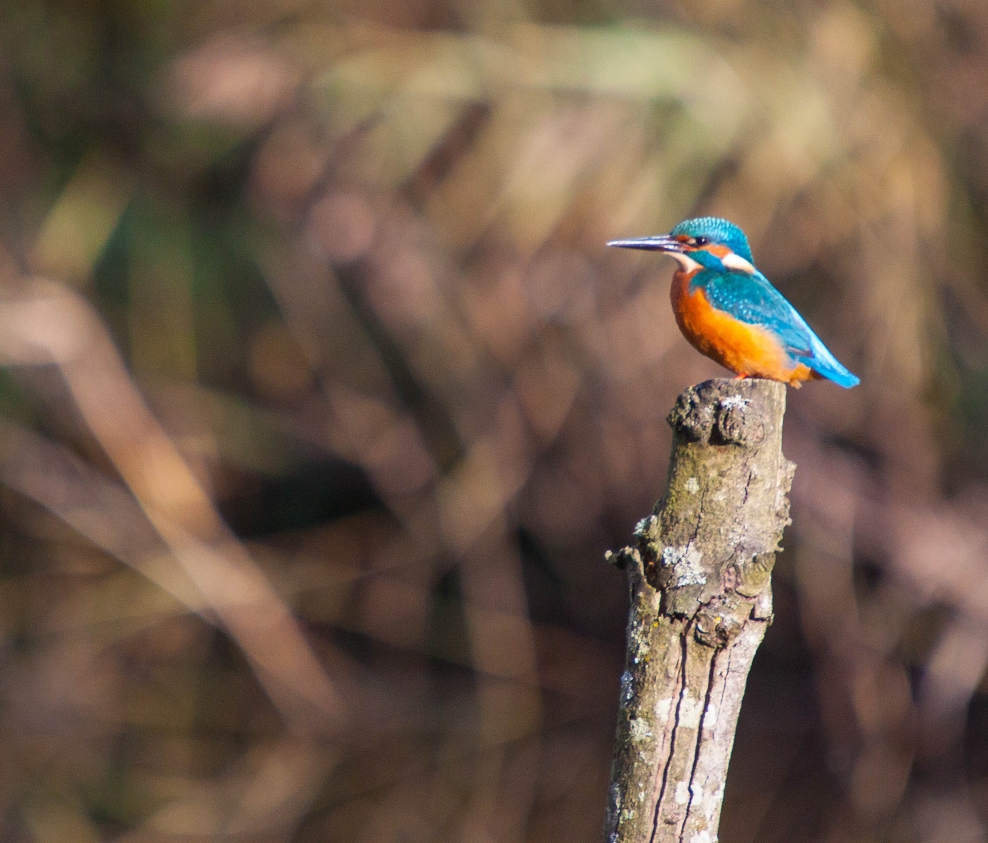 Kingfishers The Wildlife Trust for Lancashire, Manchester and North