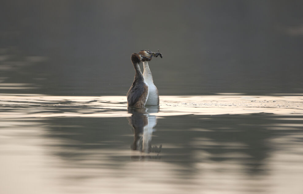 Col Grebe Grebes | The Wildlife Trust for Lancashire Manchester and North Merseyside