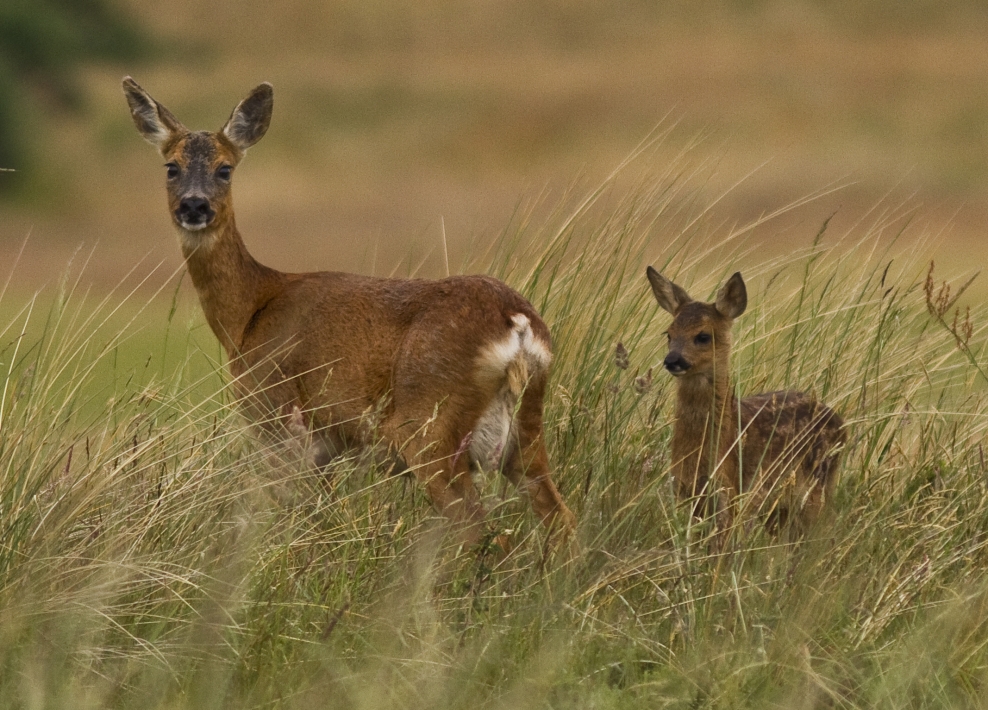 Roe Deer | The Wildlife Trust for Lancashire, Manchester and North ...