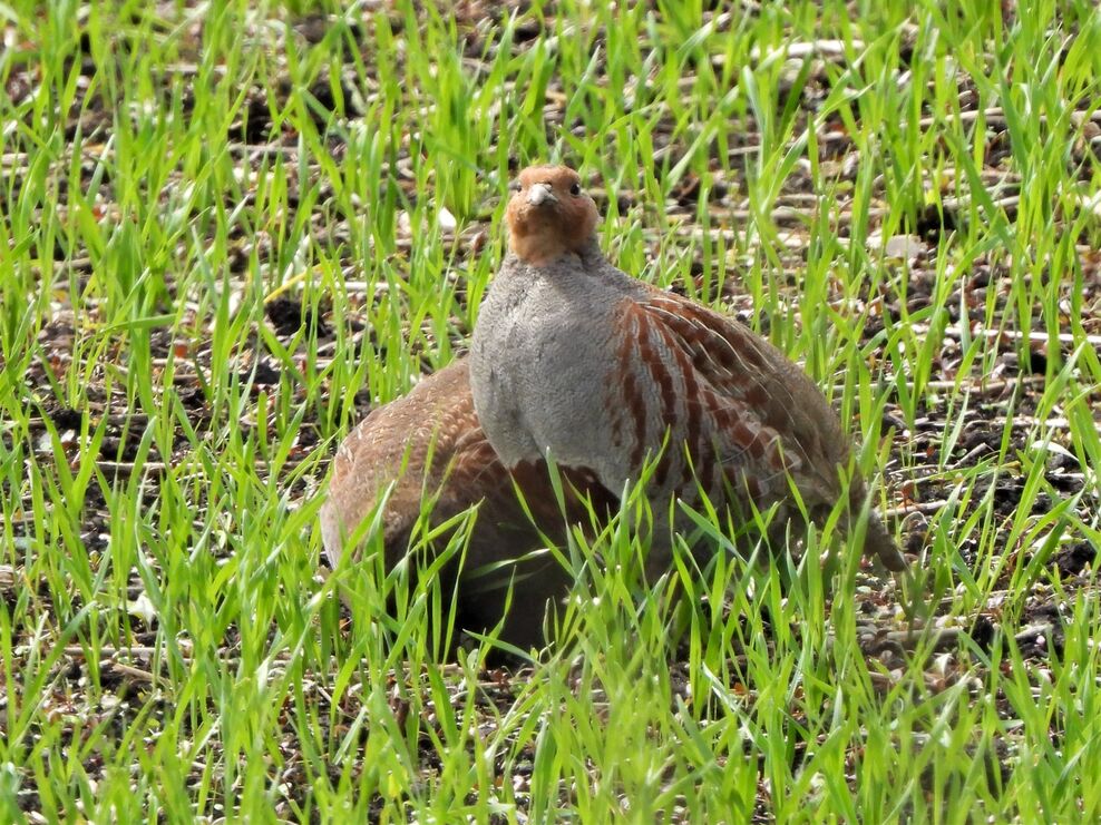 Going about their business on a winter’s day | The Wildlife Trust for ...