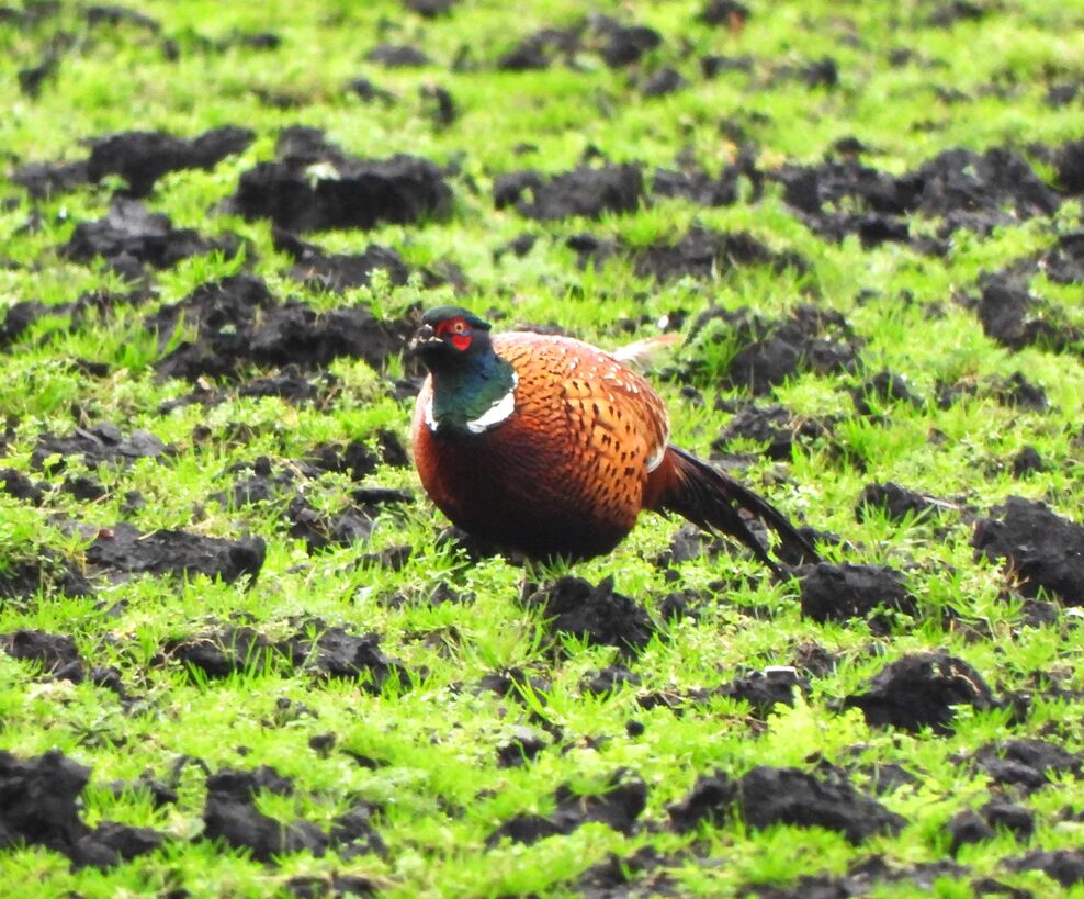 Going about their business on a winter’s day | The Wildlife Trust for ...