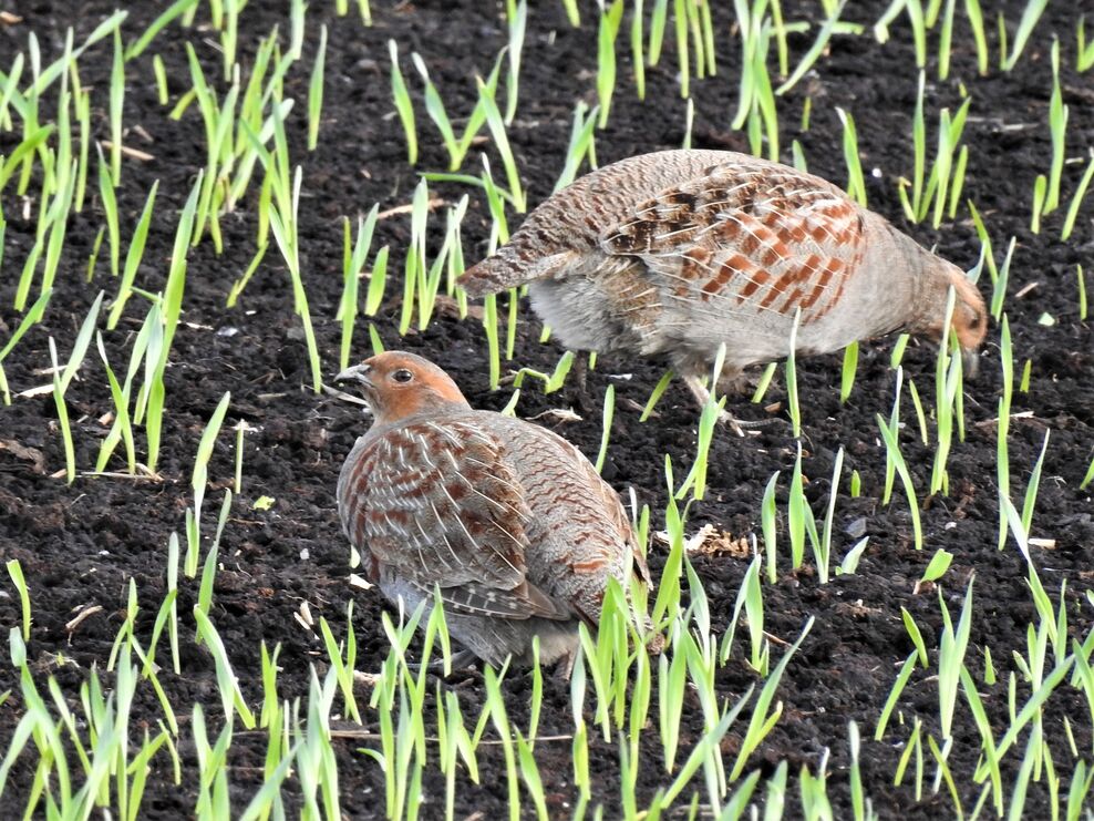 Going about their business on a winter’s day | The Wildlife Trust for ...