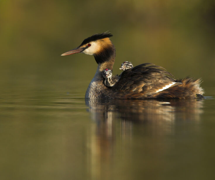 Col Grebe Grebes | The Wildlife Trust for Lancashire Manchester and North Merseyside