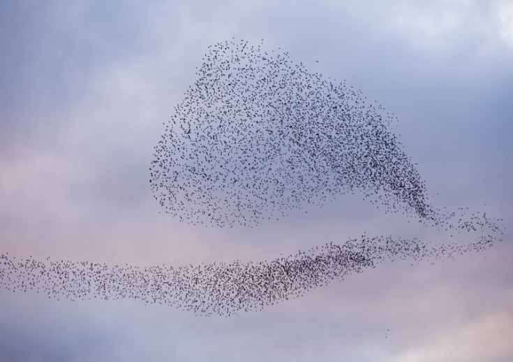What is a starling murmuration and why do they form? The Wildlife