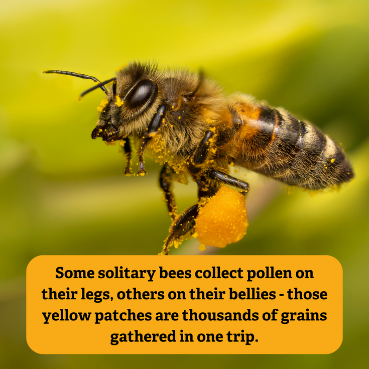 Colonel Bee Blast from the Past: A lifeline for our native bees | The Wildlife ...