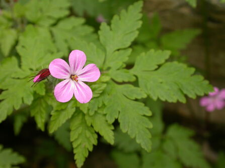 Herb-Robert