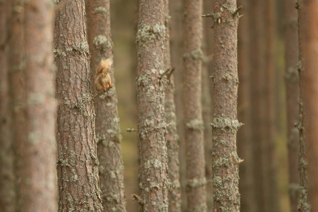 Red Squirrel on Scots Pine