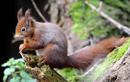 Red squirrel by Karen Lonsdale