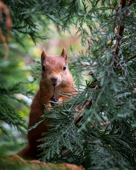Red squirrel - Helen Haden