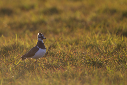 Look out for the nest generation | The Wildlife Trust for Lancashire, Manchester and North Merseyside Look out for the nest generation | The Wildlife Trust for Lancashire, Manchester and North Merseyside