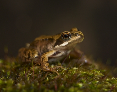A young frog standing on a mossy rock at Over Kellet Pond nature reserve