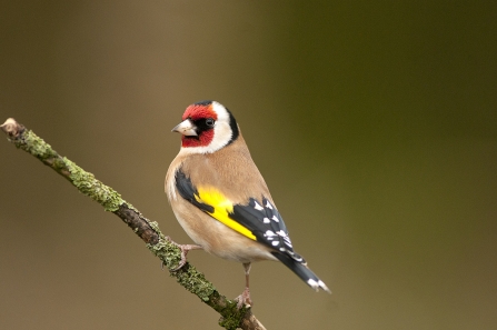 A goldfinch standing to attention on a tree branch