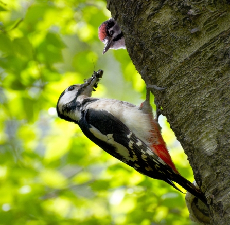 A great spotted woodpecker feeding a chick at Aughton Woods