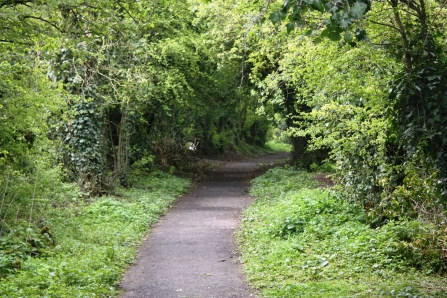 A tunnel formed by trees at Cross Hill Quarry nature reserve