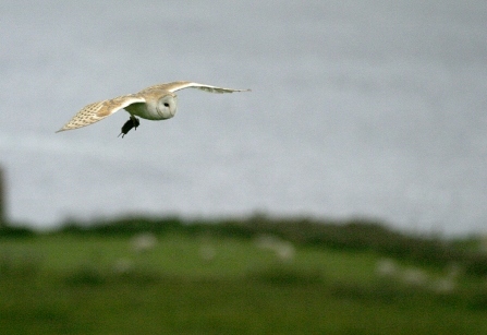 Barn Owls The Wildlife Trust For Lancashire Manchester And