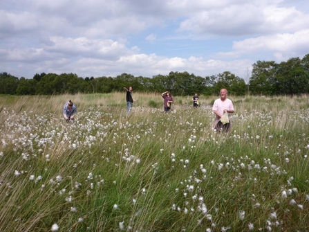 Five volunteers surrounded by common cotton grass in flower as they collect seeds for on site donation