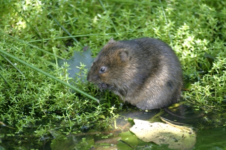 A water vole nibbling vegetation at Lunt Meadows nature reserve