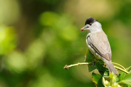 A male blackcap sitting on a twig with a ladybird in its mouth