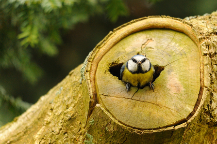 A blue tit perched at the entrance to a log