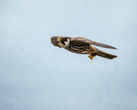 A hobby flying through the air with a dragonfly in its talons