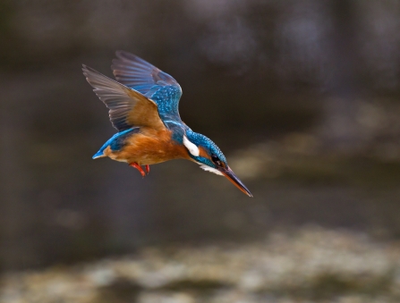 A kingfisher in flight as it dives into a river for food