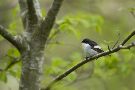 A pied flycatcher sitting on a tree branch in a woodland