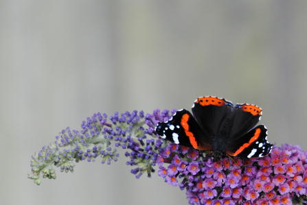 A red admiral butterfly feeding on purple buddleja