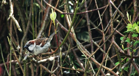 Sparrow
