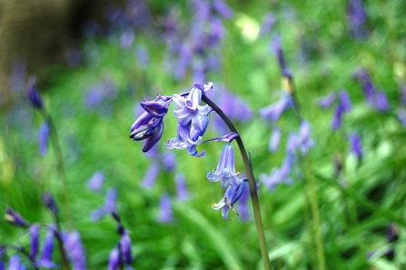Bluebells waving in the woodland at Upper Bradshaw Valley on the Kingfisher Trail