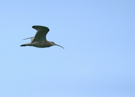 Curlew in Flight
