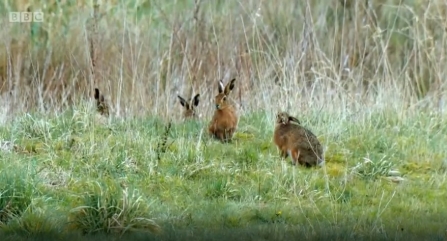 Hares on Countryfile