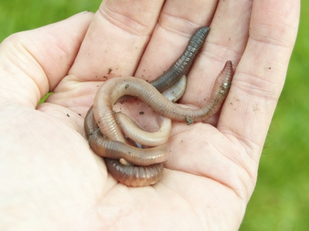 Earthworms lying in someone's hand