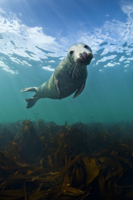 An inquisitive grey seal swimming towards camera