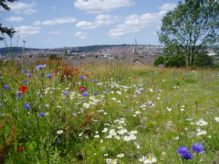 Urban wildflower meadow 