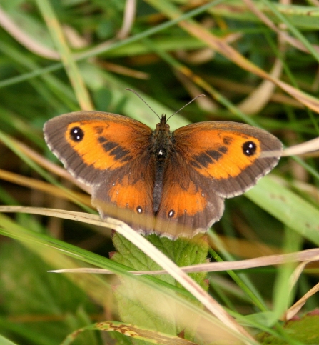 sand dunes wildlife