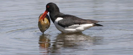 Oystercatcher