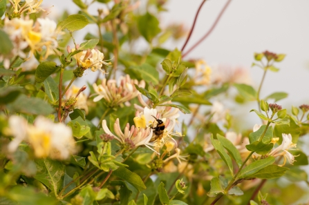 A bee drinking from honeysuckle plants