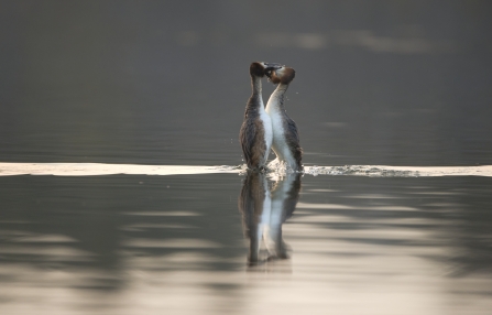Great-crested grebes performing their amazing courtship display