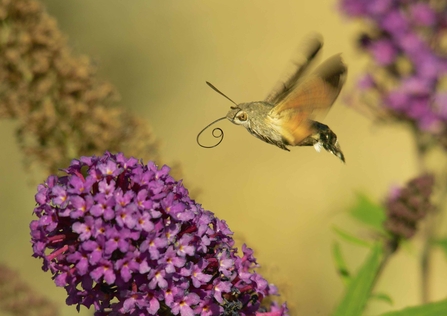 A hummingbird hawkmoth feeding with its tongue outstretched